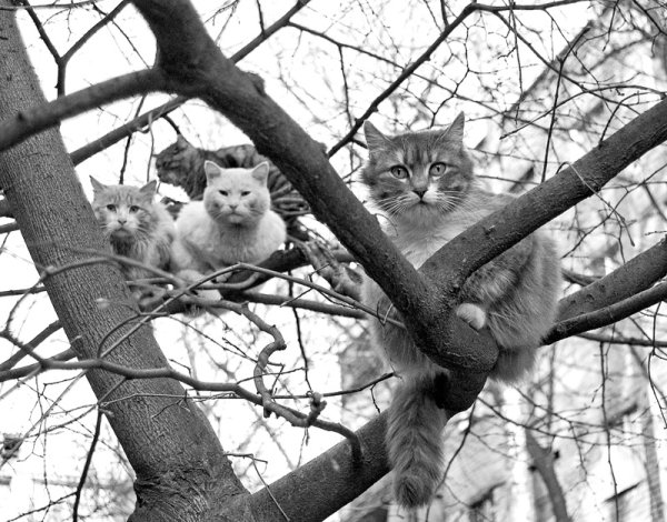 Коты прилетели