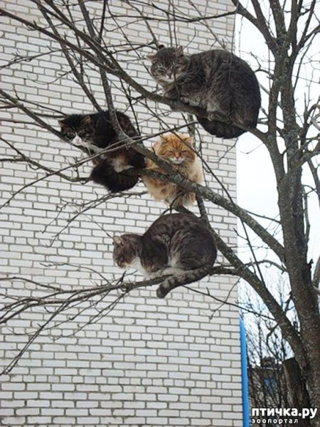 Весна коты прилетели