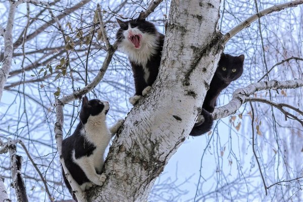 Коты на деревьях