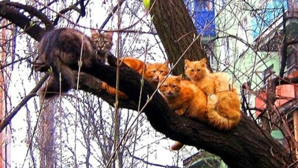 Коты на дереве Весна