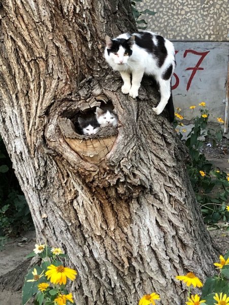 Коты на дереве Весна