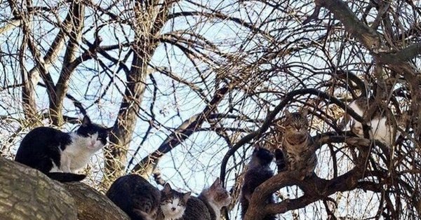 Коты прилетели