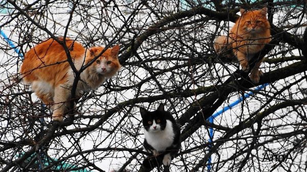 Коты на деревьях март