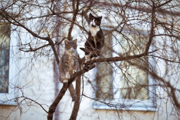 Коты прилетели
