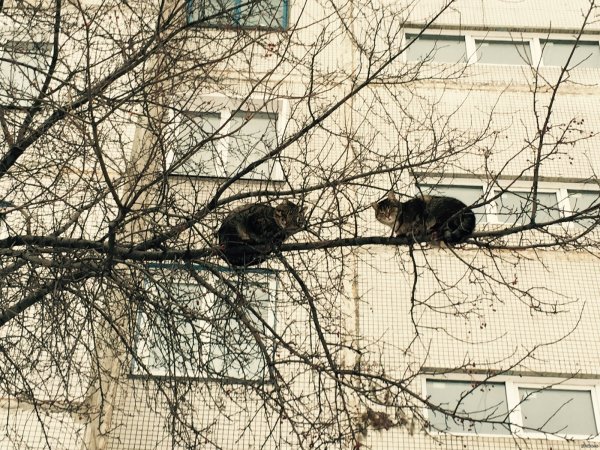 Весна коты прилетели