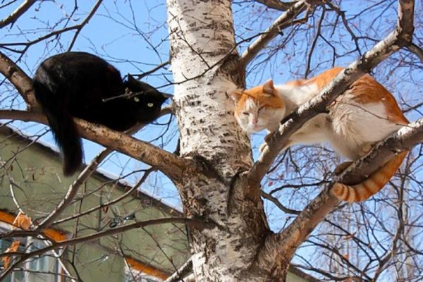 Коты прилетели прикол