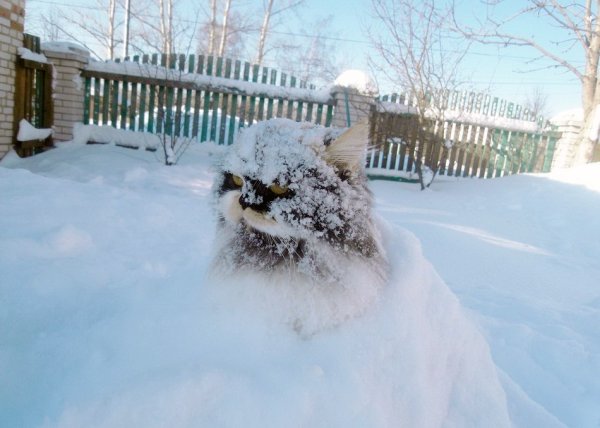 Кот засыпанный снегом