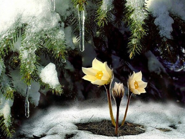 Цветы под снегом картины