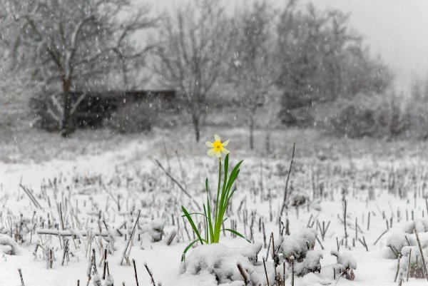 Скоро Весна