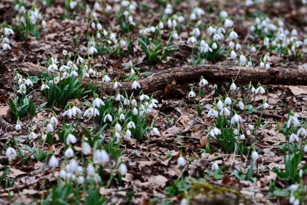 Весна в Томской области
