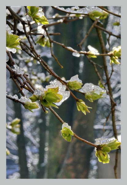 Поляна подснежников