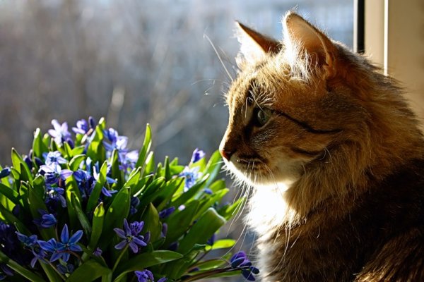 Весеннее настроение