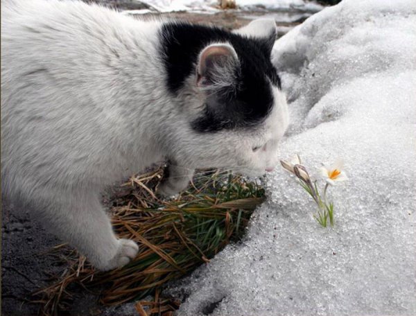 Котики ранней весной