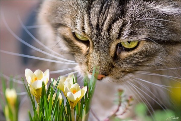 Весенний котик