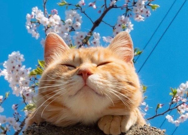 Кошки летом