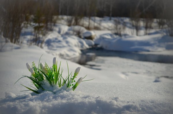 Кошка нюхает цветы