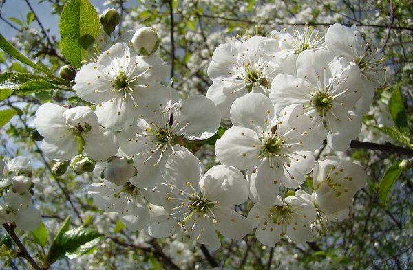 Беларусь Яблоневый цвет