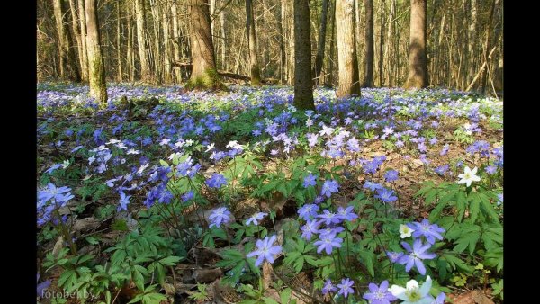 Весна в Беларуси