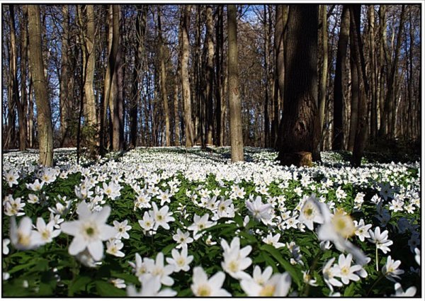 Весна в деревне