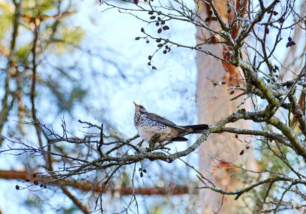 Весенняя природа