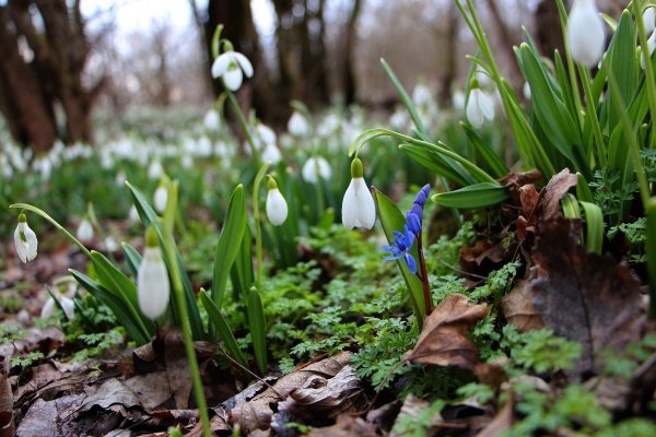Весна в Западной Сибири