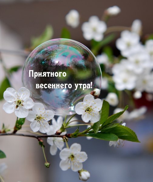 Яблоня в цвету с капельками воды
