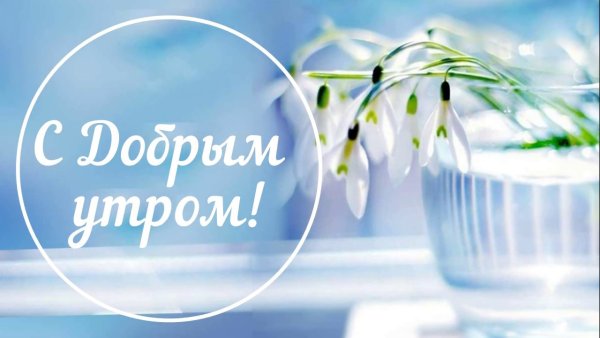 Слезы березы