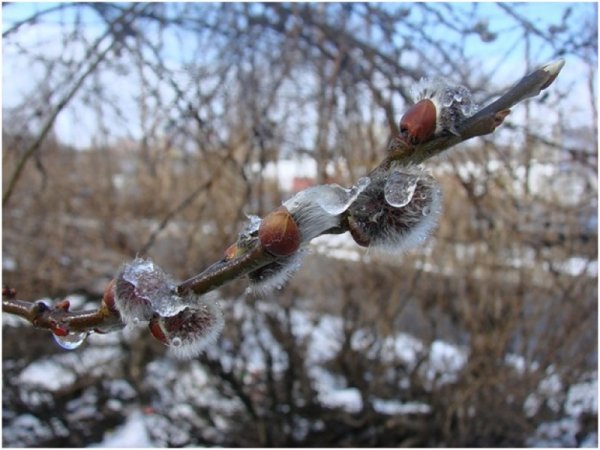 Природа в Мурманске весной