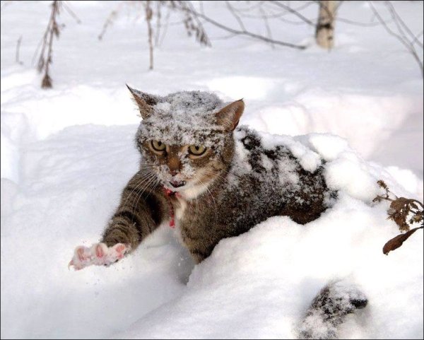 Кот в снегу
