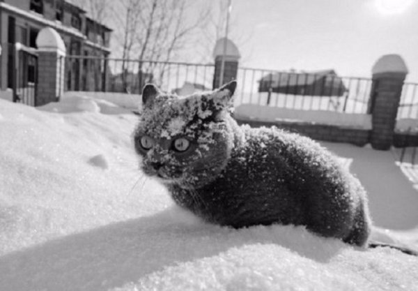Кот замерз