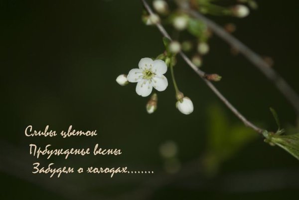 Японские стихи о весне