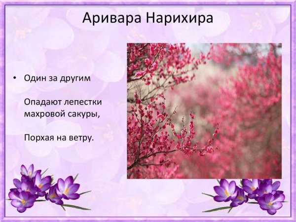 Хокку про сакуру