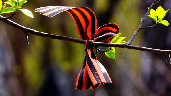 Георгиевская лента на дереве