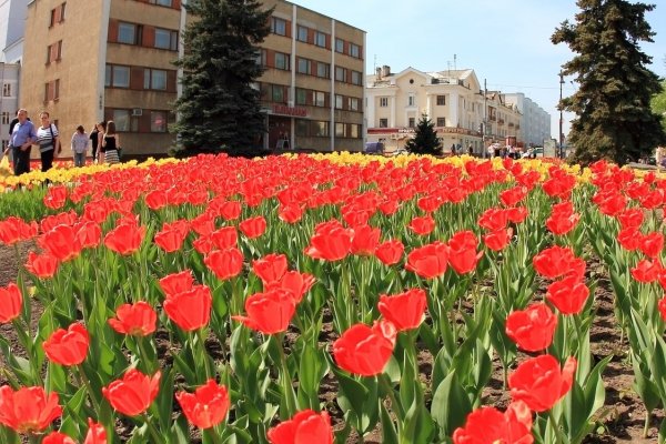 Тюльпаны Тамбов