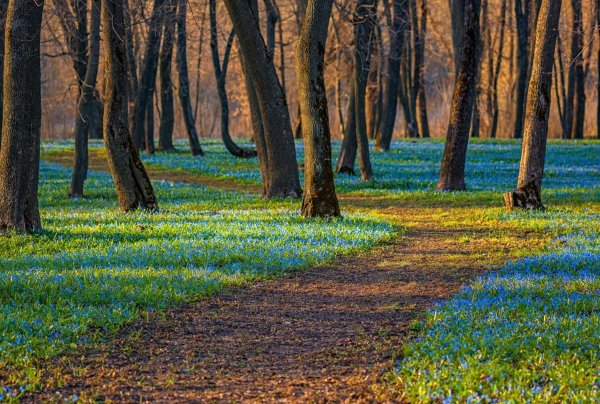 Знаменка усадьба Загряжских-Строгановых праздник первоцвета