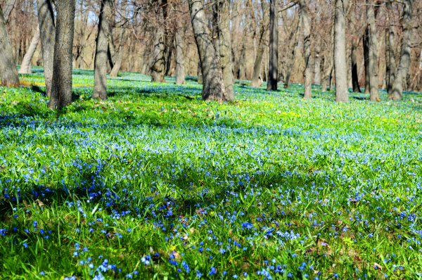 Поляна первоцветов в Знаменке Тамбовская область