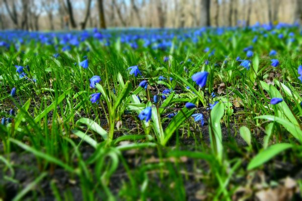 Первоцветы в Знаменке