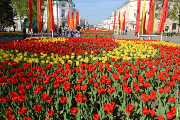 ДГТУ Ростов-на-Дону клумба с тюльпанами