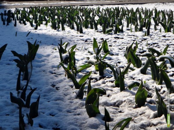 Весна в Тамбове картинки