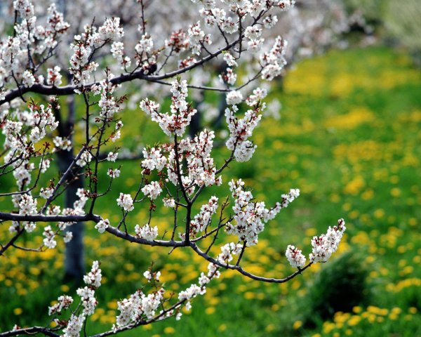 Весна красивая поздняя