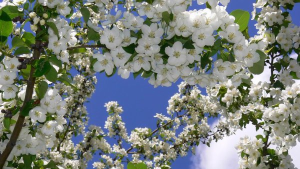 Пори року Весна