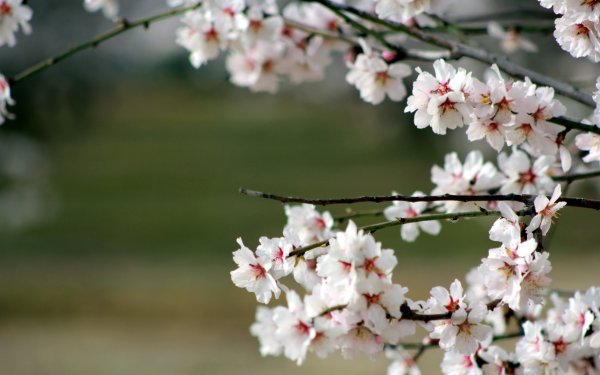 Красивая ветка