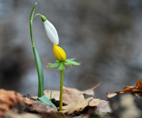 Весенний поцелуй цветы
