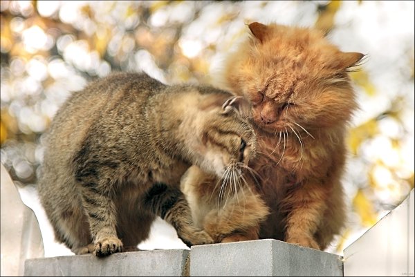 Коты обнимаются