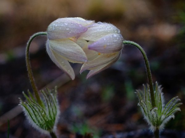 Два цветка переплелись