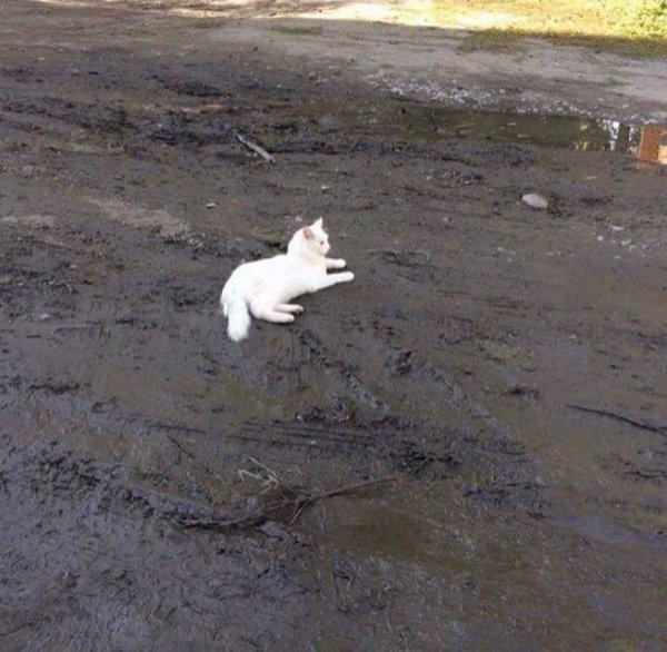 Смешное про весну