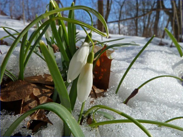 Весна побеждает зиму