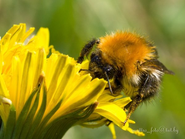 Шмель фото