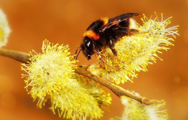 Шмель весной