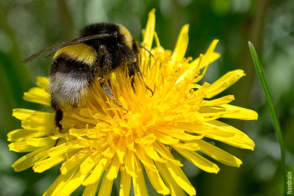 Башкирский Шмель